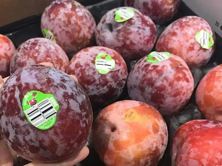FRESH SHOP
